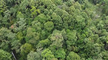 Aerial fly over green tropical rainforest video