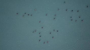 Vögel leben in der Nähe des Salzwassers im Sumpfgebiet von Penang, Malaysia. video