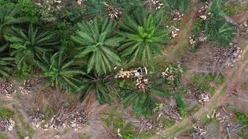 Aerial rotation look down excavator clear oil palm video
