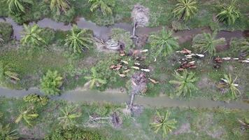 Aerial view of cows herd in oil palm plantation. video