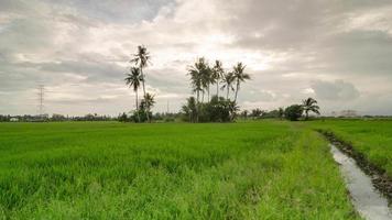 timelapse del árbol de coco de la naturaleza con campo de arroz. video