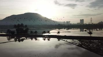 Aziatische openbill vliegen in een groep over de lucht. video