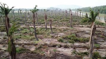 palmiers morts à penang, malaisie. video