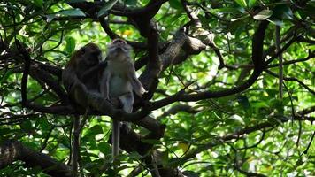 Un mono ayuda a rascarse el cuerpo con picazón de su compañero en el árbol de mangle en Sungai Perai, Penang, Malasia.
