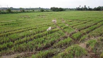 Two cows eat at the paddy field. video