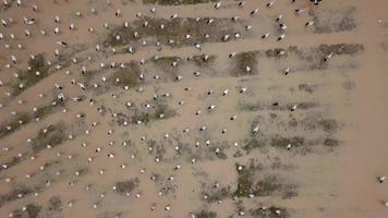 aéreo ascendente olhar para baixo habitat asiático de bico aberto em zonas húmidas. video