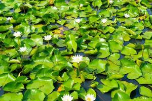 white lotus flower in lotus pond photo