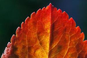 vista macro de otoño natural de primer plano de hoja naranja roja que brilla al sol sobre fondo verde borroso en el jardín o parque. fondo de pantalla de octubre o septiembre de naturaleza inspiradora. concepto de cambio de estaciones. foto