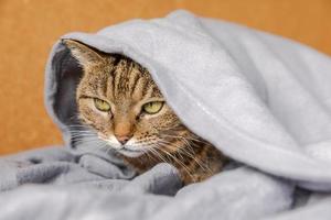 Funny arrogant domestic tabby cat lying on couch under plaid indoors. Kitten resting at home keeping warm hiding under blanket in cold fall autumn winter weather. Pet animal life Hygge mood concept. photo