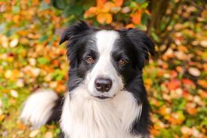 Funny smiling puppy dog border collie sitting on fall colorful foliage background in park outdoor. Dog on walking in autumn day. Hello Autumn cold weather concept. photo