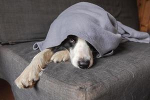 Funny puppy dog border collie lying on couch under plaid indoors. Little pet dog at home keeping warm hiding under blanket in cold fall autumn winter weather. Pet animal life Hygge mood concept. photo