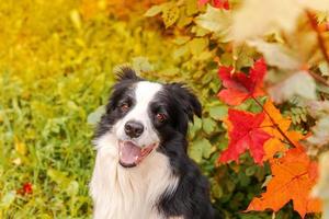 Funny smiling puppy dog border collie sitting on fall colorful foliage background in park outdoor. Dog on walking in autumn day. Hello Autumn cold weather concept. photo