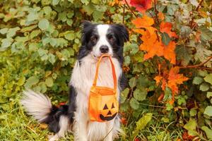 Trick or Treat concept. Funny puppy dog border collie holding pumpkin basket in mouth sitting on fall colorful foliage background in park outdoor. Preparation for Halloween party. photo