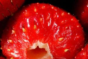 Industrial cultivation of strawberry plant. Ripe red fruits strawberry macro extreme close up. Strawberry fruit background. Natural growing of berries on farm. Eco healthy organic food concept. photo