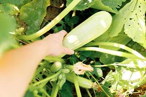 concepto de jardinería y agricultura. mujer trabajadora agrícola cosechando a mano calabacín orgánico maduro fresco verde en el jardín. producción de alimentos caseros vegetarianos veganos. mujer recogiendo calabaza calabacín. foto