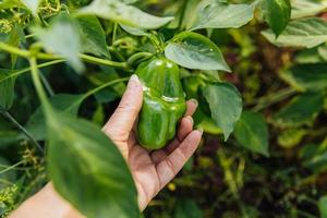 Gardening and agriculture concept. Female farm worker hand harvesting green fresh ripe organic bell pepper in garden. Vegan vegetarian home grown food production. Woman picking paprika pepper. photo