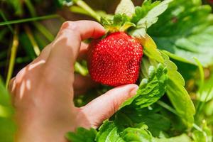 Gardening and agriculture concept. Female farm worker hand harvesting red fresh ripe organic strawberry in garden. Vegan vegetarian home grown food production. Woman picking strawberries in field. photo