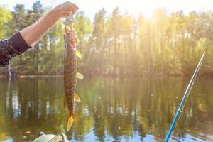 Fishing camping tourism relax trip active lifestyle adventure concept. Fisherman hand with fish pike against background of beautiful nature and lake or river. photo