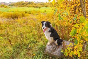 Funny smiling puppy dog border collie playing sitting on stone in park outdoor, dry yellow fall leaves foliage background. Dog on walking in autumn day. Hello Autumn cold weather concept. photo