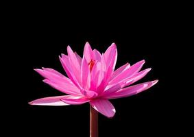 Red lotus flower bloom and sunlight on black background photo