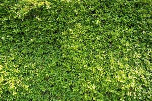 Full frame Background and texture of Banyan Tree or Ficus annulata photo