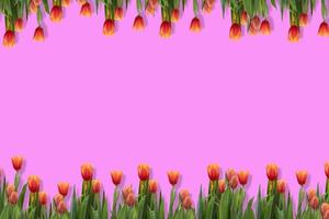 Orange tulips on the pink backgrounds. photo
