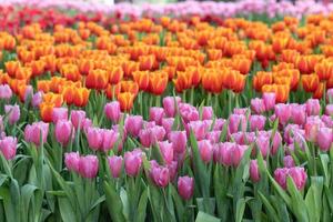 Fresh tulips and green leaves in the park photo