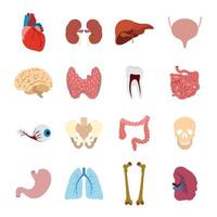 iconos planos de órganos internos