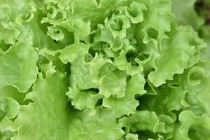 Green salad Lactuca sativa on the garden bed close-up photo