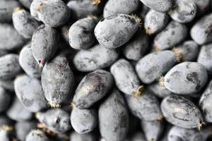 Dark purple fruits honeysuckle berries in a bunch close-up photo