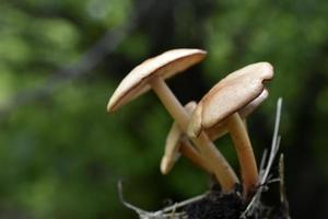 White toadstools mushrooms in the garden in summer photo