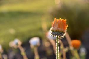 Yellow and orange asters in the rays of the setting sun on the background of a summer garden photo