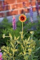Yellow and orange gaillardia in the rays of the setting sun on the background of a summer garden photo