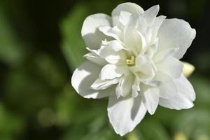 White flowers of the Jasminum Olive shrub on a green background photo