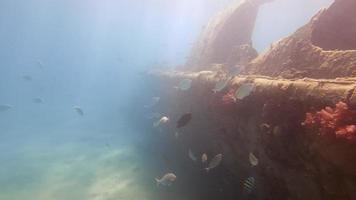 Refracted sun rays passing through water, reaching sunk ship filled with small fish and corals underwater. Colorful fish swimming under sea surface near wreck boat remains. Concept of underwater life video