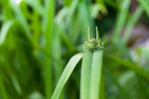 Green grasshopper on a leaf. photo