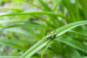 Grasshopper on a leaf close-up, top view. photo