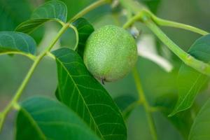 Green walnut on a branch photo