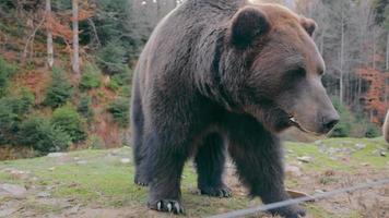 gran oso pardo caminando sobre el claro del bosque en otoño. vista de cerca del oso salvaje mirando la cámara, acercándose, respirando fuerte con un bosque de pinos en el fondo. concepto de vida silvestre video