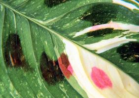 Closeup patterns on different types of green leaves abstract photo
