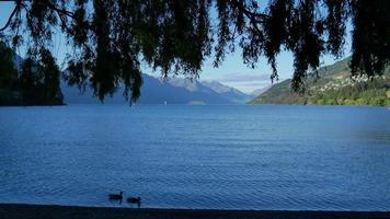 dois patos selvagens nadam no lago wakatipu, queenstown video