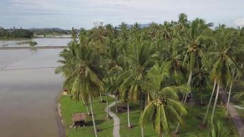 Aerial view coconut trees and Gunung Jerai at the background video