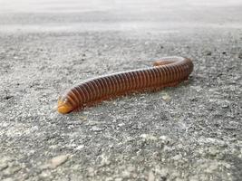 Mating millipede,millipede walking on ground in the rainy season of Thailand photo