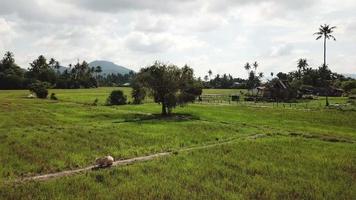 Fly over the cow sit at paddy field with background rural Malays wooden house. video