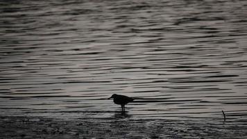 silhouette uccello cerca cibo nel fiume di mangrovie. video