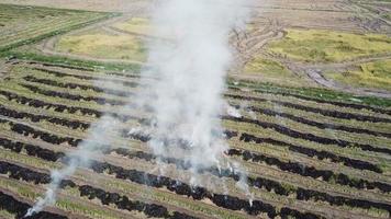 paille de riz brûlant à ciel ouvert dans la campagne. video