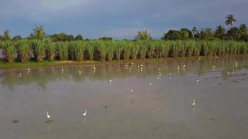 Aerial white egrets bird searching food in paddy field with sugar cane tree video