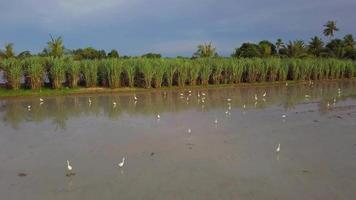 garcetas blancas aéreas aves buscando comida en arrozales con caña de azúcar video