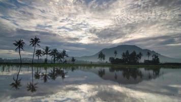 Time lapse coconut trees and white cloud moving on the top. video