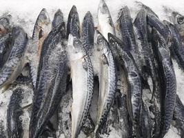 fresh sea fish in market photo